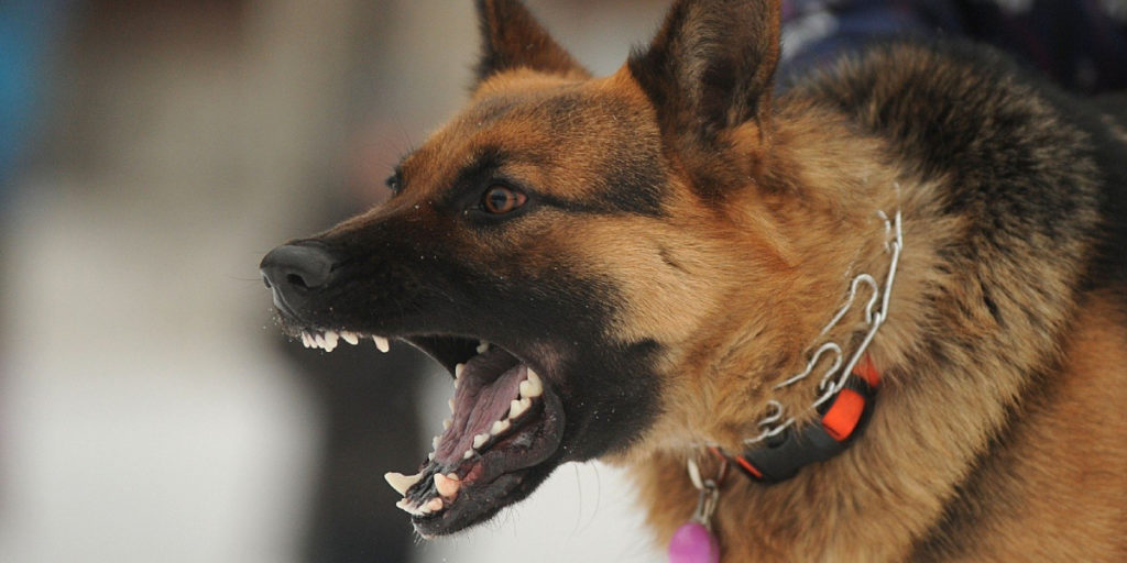 San Antonio Dog Bite Attorneys | Animal Attack Lawyers